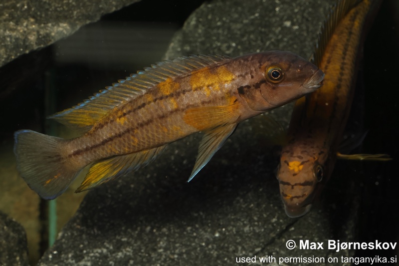 Chalinochromis sp. 'bifrenatus south' Wampembe